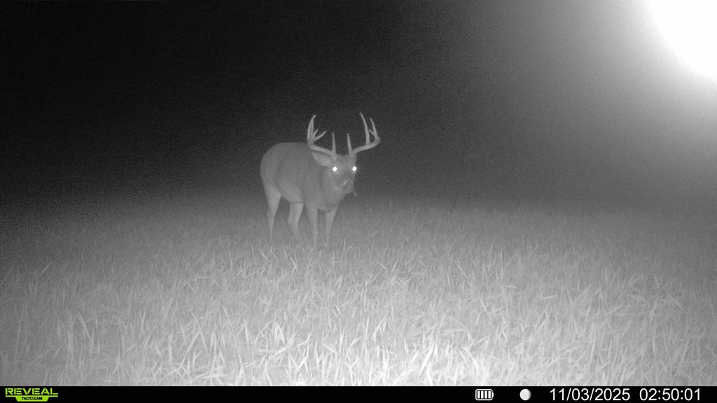 62/ Cty Road Coleman, GA 39836 - Photo 2 of 58