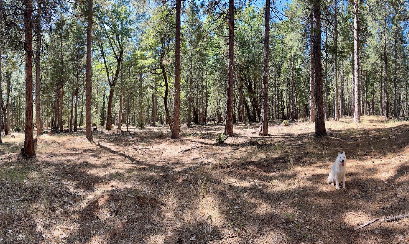 12755 Red Dog Road Nevada City, CA 95959 - Photo 13 of 17 a view of outdoor space with trees