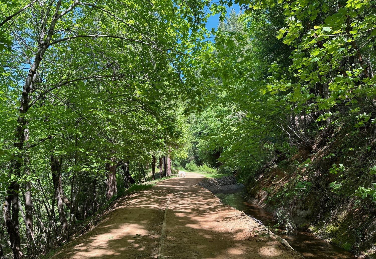 12755 Red Dog Road Nevada City, CA 95959 - Photo 4 of 17 a view of a yard with plants and trees