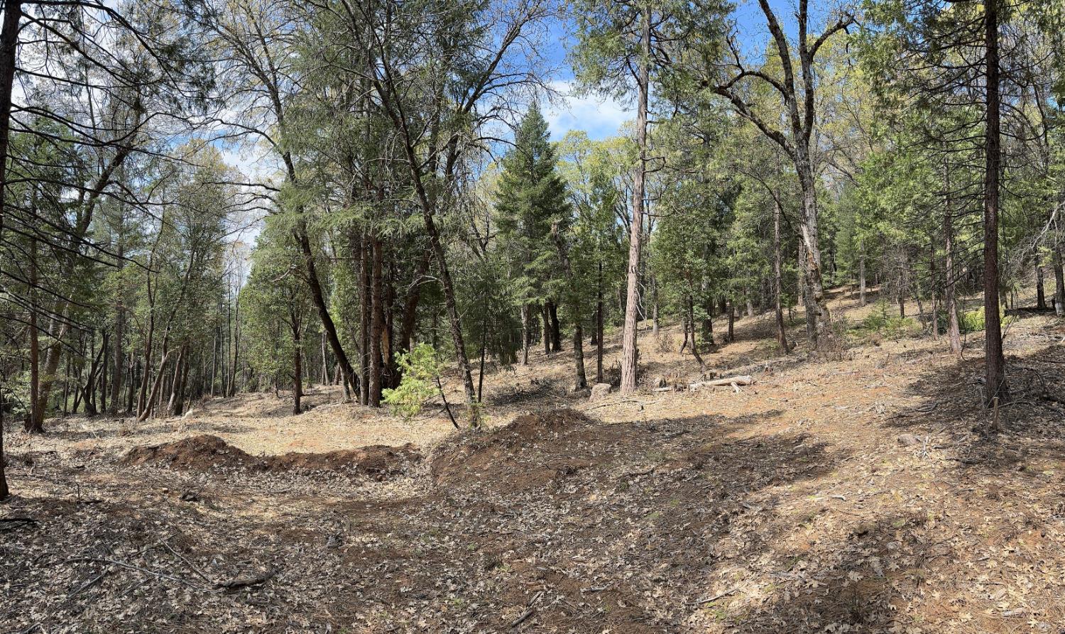 12755 Red Dog Road Nevada City, CA 95959 - Photo 7 of 17 a view of a yard with a tree