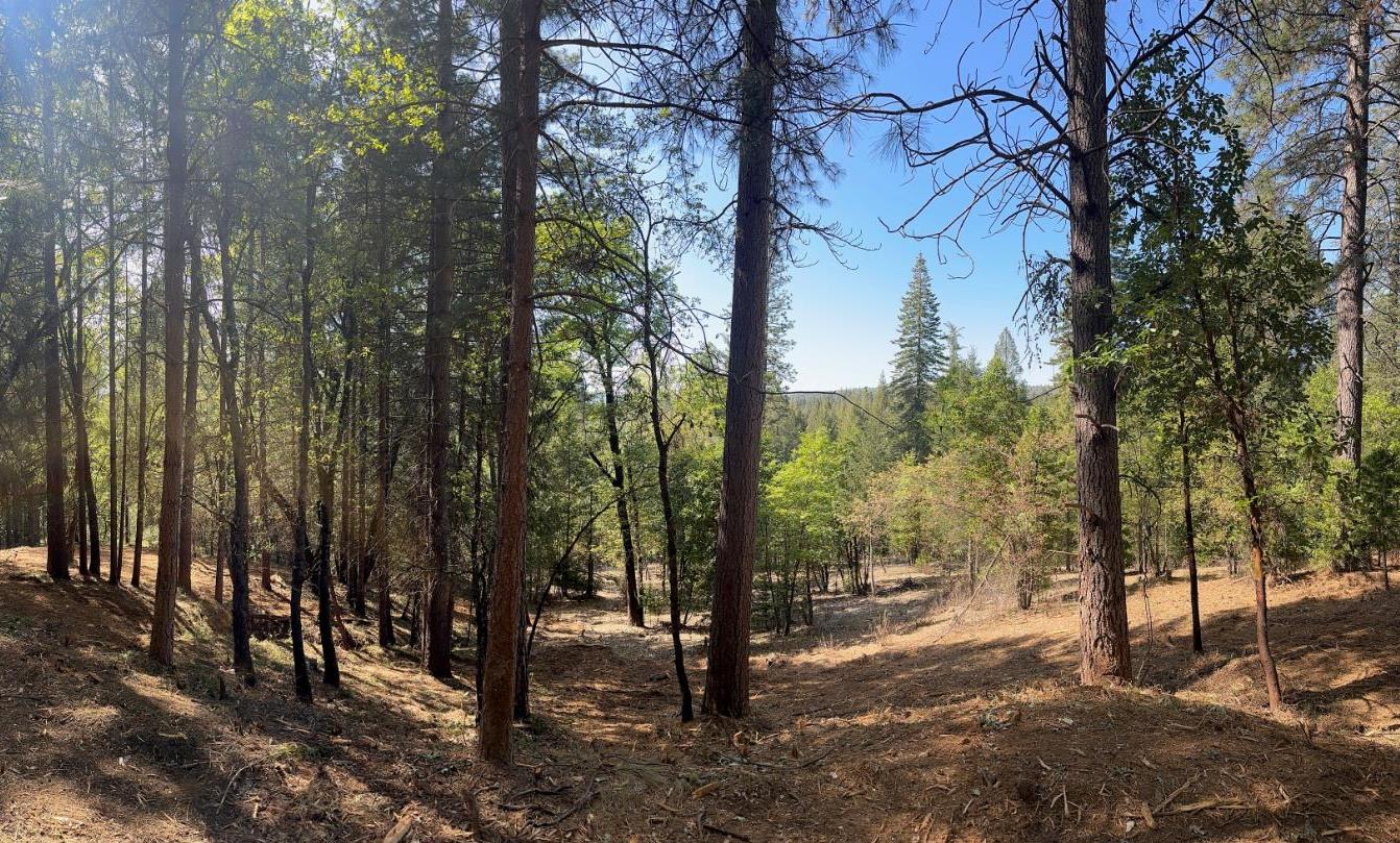 12755 Red Dog Road Nevada City, CA 95959 - Photo 8 of 17 a view of outdoor space with lots of trees