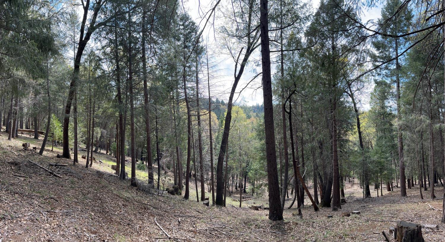 12755 Red Dog Road Nevada City, CA 95959 - Photo 9 of 17 a view of outdoor space with lots of trees
