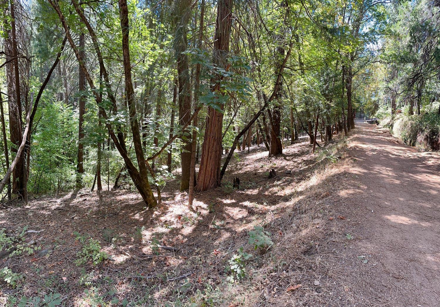 12755 Red Dog Road Nevada City, CA 95959 - Photo 10 of 17 a view of a forest filled with trees