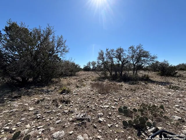 a view of a tree with a yard