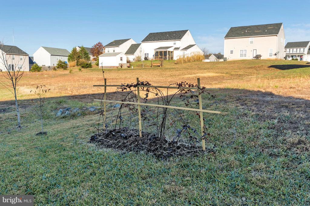 330 Cardinal Road Louisa, VA 23093 - Photo 27 of 27 Exterior (Rear) Blackberry vine