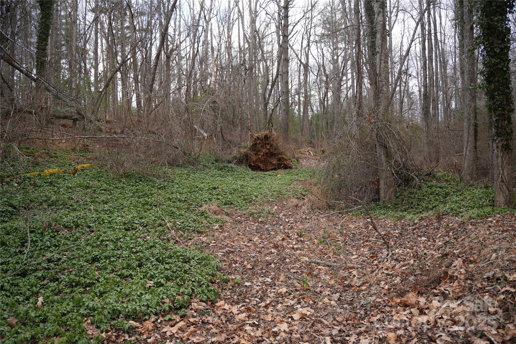 a view of a yard with large trees