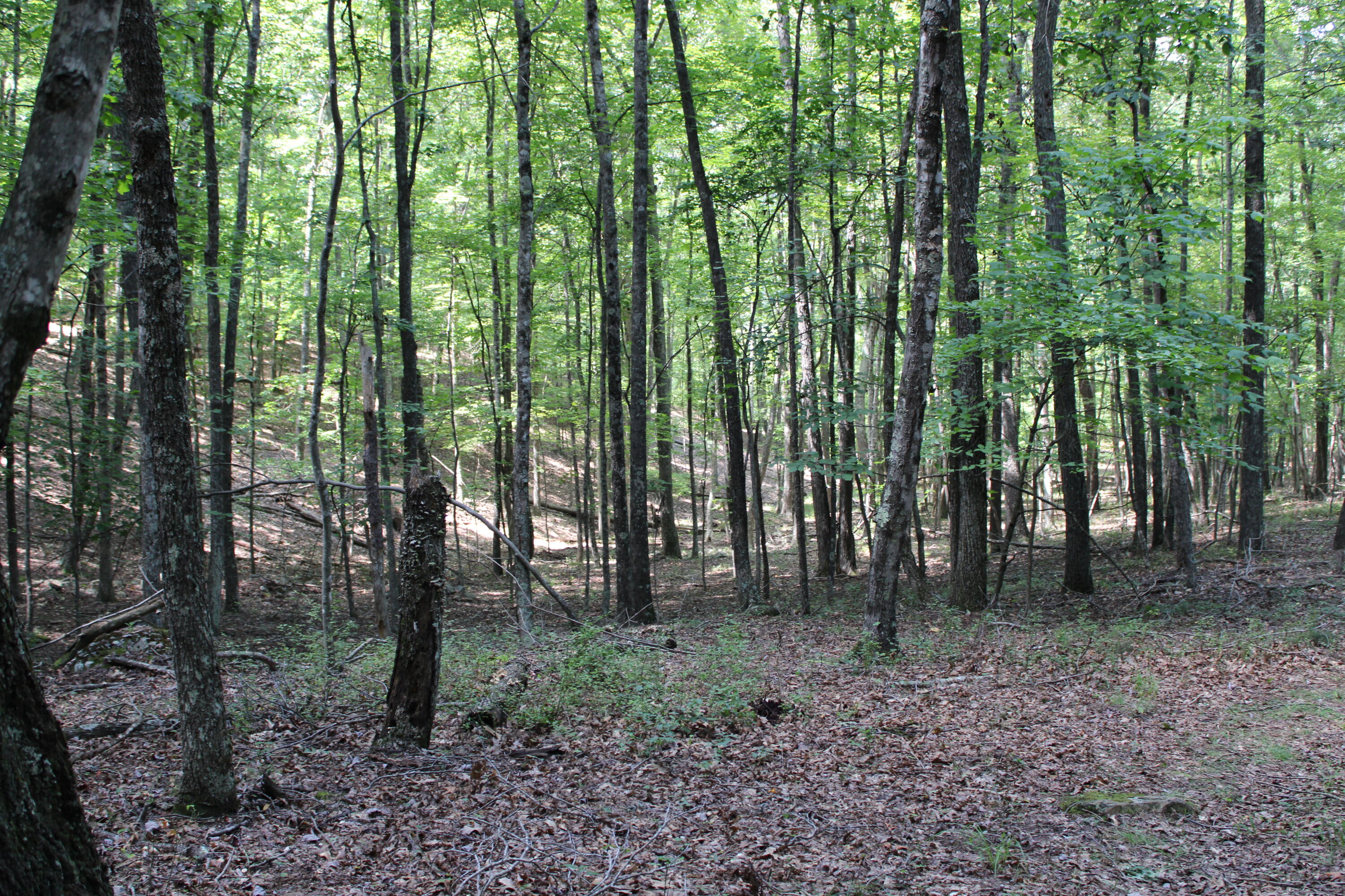 2816 Johns Creek Road New Castle, VA 24127 - Photo 56 of 96 IMG_0085