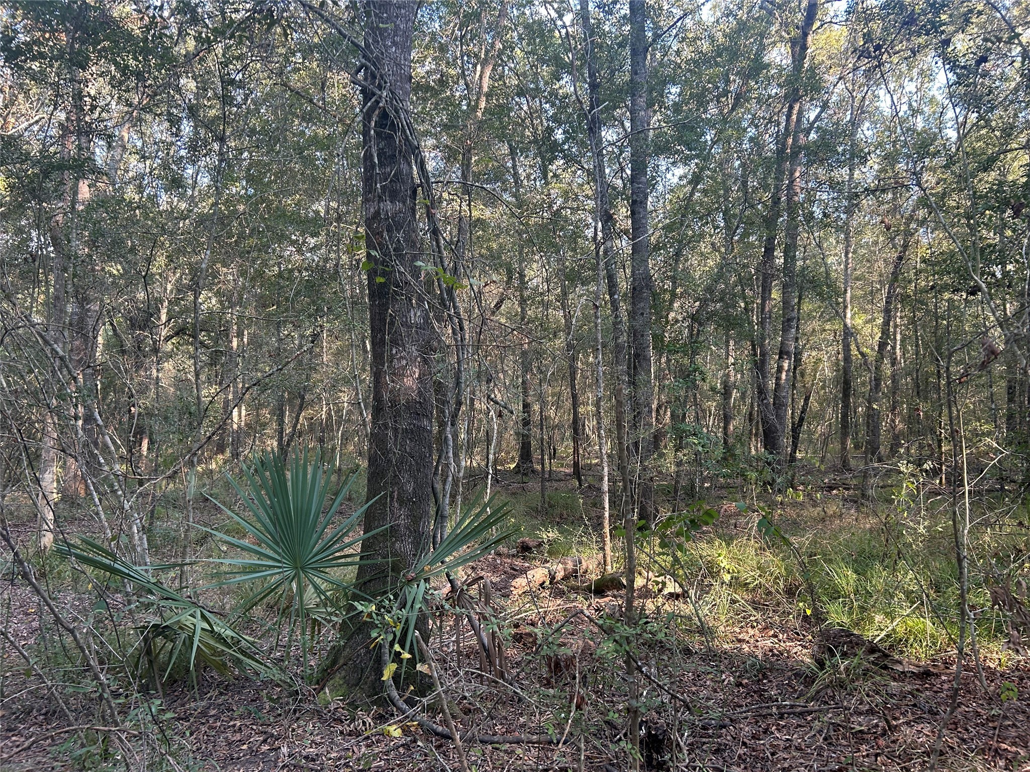 45-46 Tx-61 Prairie Devers, TX 77538 - Photo 2 of 11 a backyard of a house with lots of green space