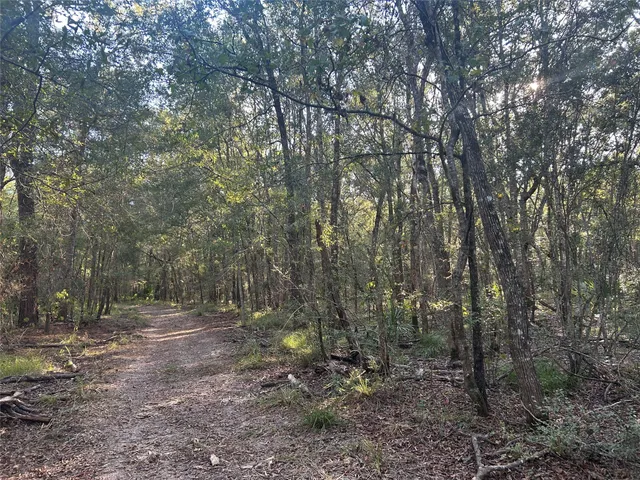 a view of a forest with trees in the background