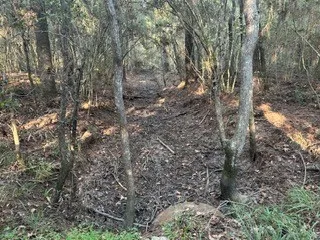 a view of a yard with a tree