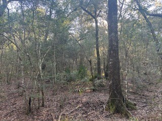 45-46 Tx-61 Prairie Devers, TX 77538 - Photo 6 of 11 a view of a forest with trees in the background
