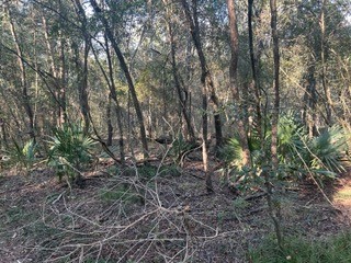 45-46 Tx-61 Prairie Devers, TX 77538 - Photo 7 of 11 a view of a yard