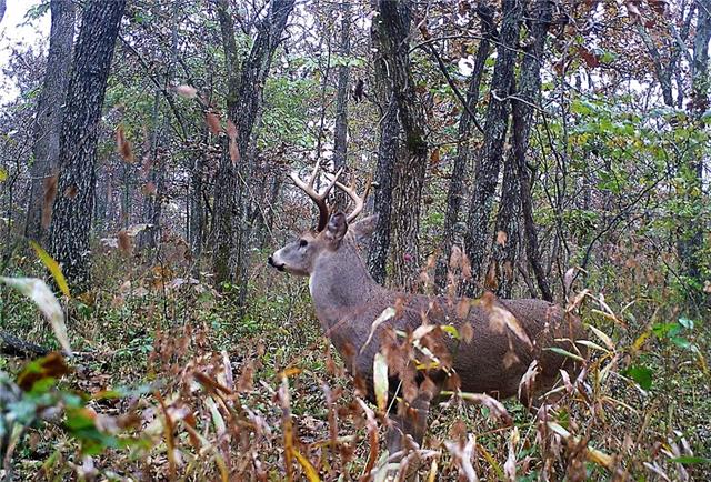 27-xxx South 2325th Road Sheldon, MO 64784 - Photo 1 of 1