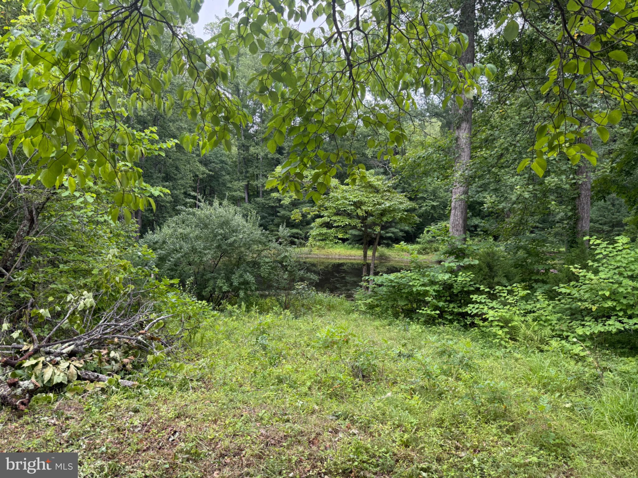 West Hoover Road Reva, VA 22735 - Photo 4 of 6 Lush greenery by a tranquil pond.