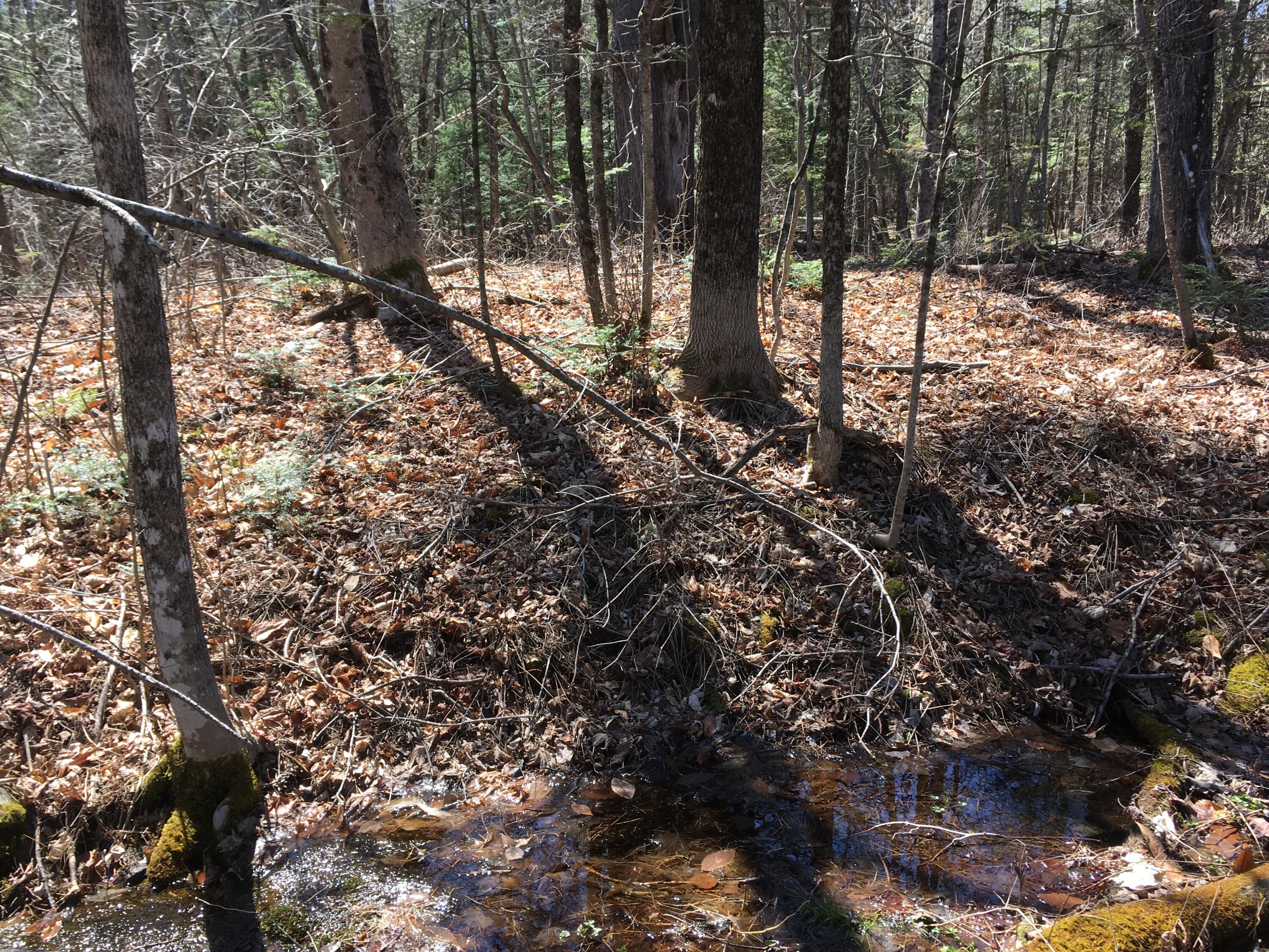 Tbd Main Road Abbot, ME 04406 - Photo 10 of 11 IMG_3137