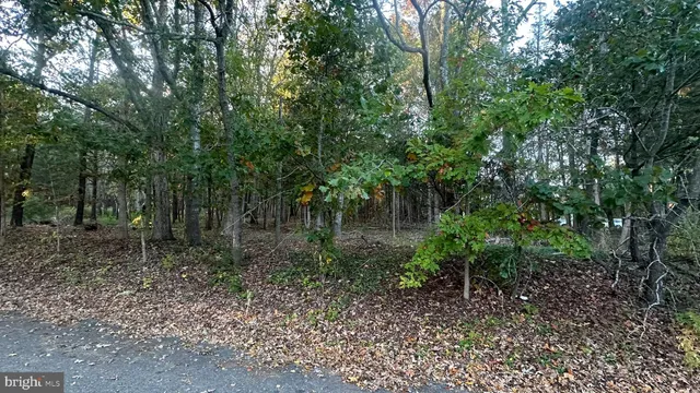 a view of a forest with trees in the background