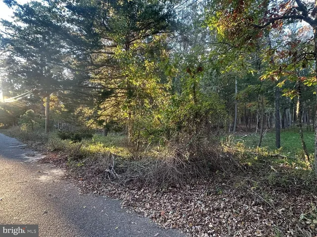 a view of a forest with lots of trees
