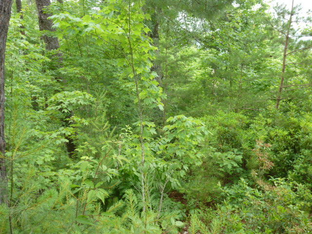 116 Long Branch Road Townsend, TN 37882 - Photo 1 of 3 P1060863