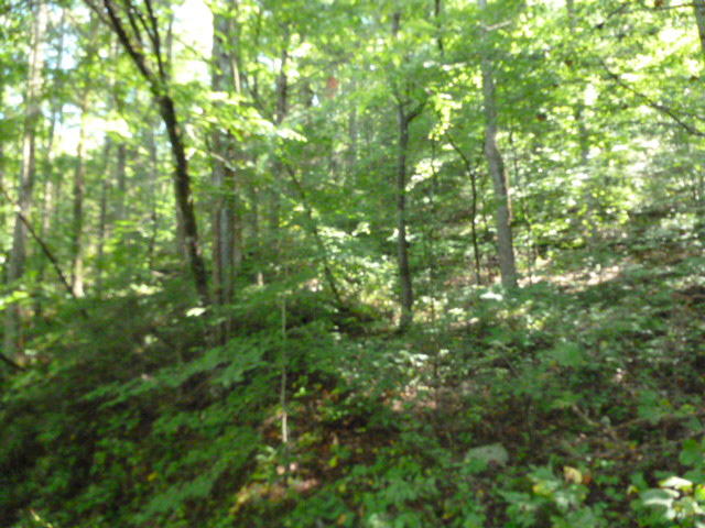 116 Long Branch Road Townsend, TN 37882 - Photo 2 of 3 P1060239