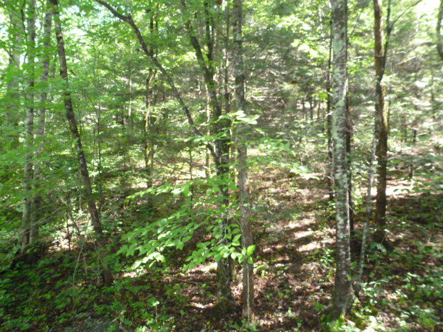 116 Long Branch Road Townsend, TN 37882 - Photo 3 of 3 P1060241