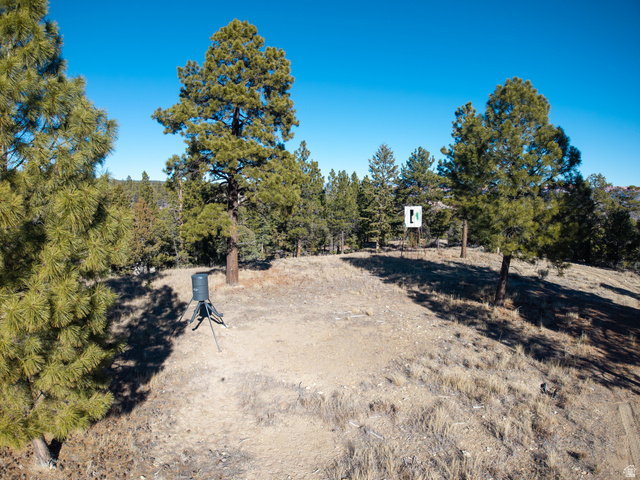 1955 West Mammoth Crk Road Hatch, UT 84735 - Photo 27 of 52 Wooded property featuring mature evergreen trees and a clear, expansive sky