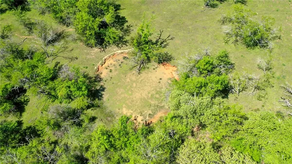 a view of a big yard with plants and large trees