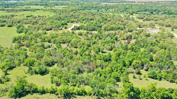a view of a forest with a plants