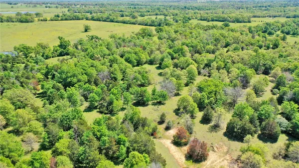 a view of a garden with a tree