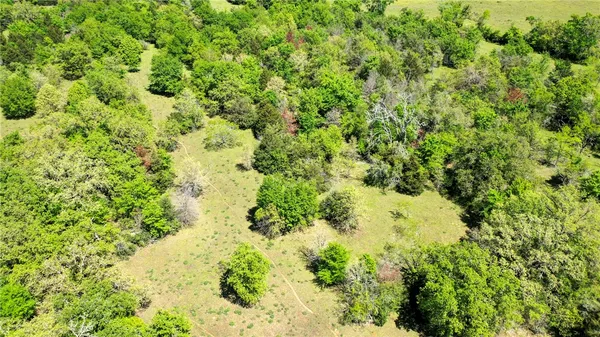 a view of a big yard with plants and large trees