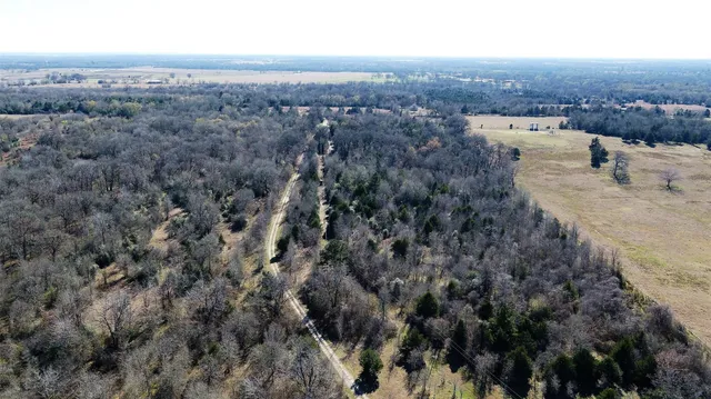 a view of a forest with trees in the background