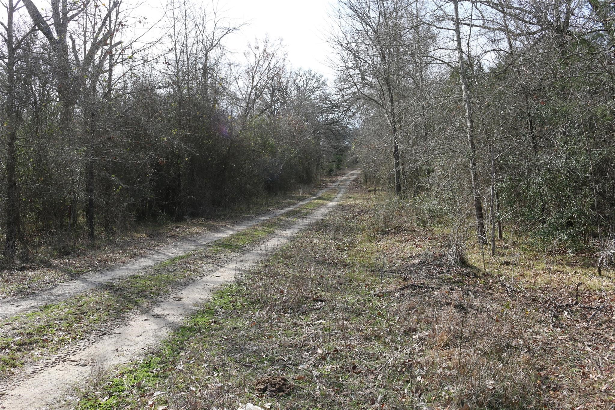 37.5-ac Antioch Road Midway, TX 75852 - Photo 16 of 24 a view of a forest with trees in the background