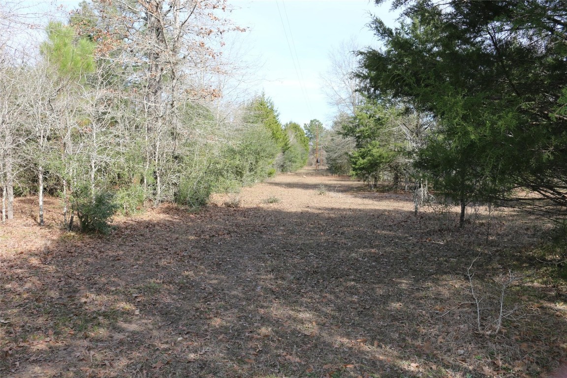 37.5-ac Antioch Road Midway, TX 75852 - Photo 17 of 24 a view of dirt yard with a trees