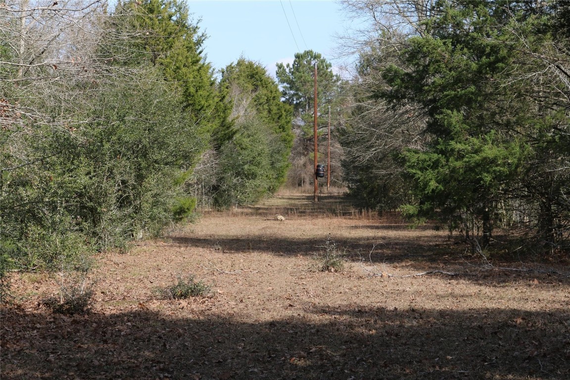 37.5-ac Antioch Road Midway, TX 75852 - Photo 18 of 24 a view of a yard with large trees