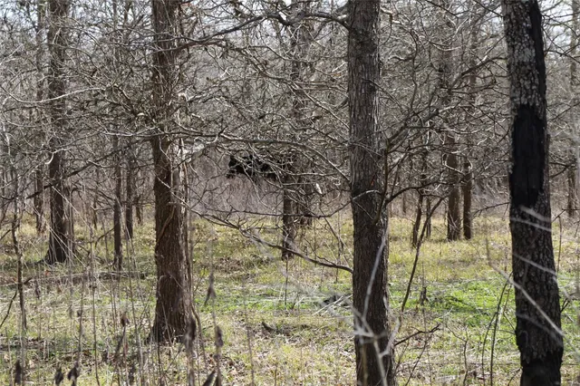 $487,604 | 37.5-ac Antioch Road, Midway, TX 75852