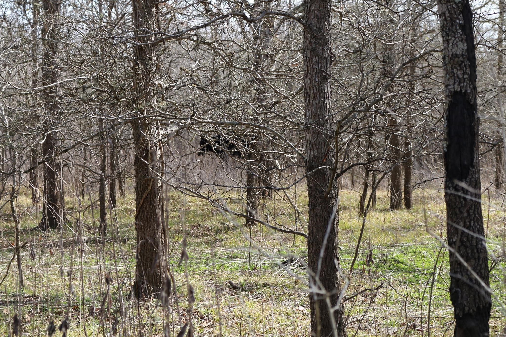 37.5-ac Antioch Road Midway, TX 75852 - Photo 24 of 24