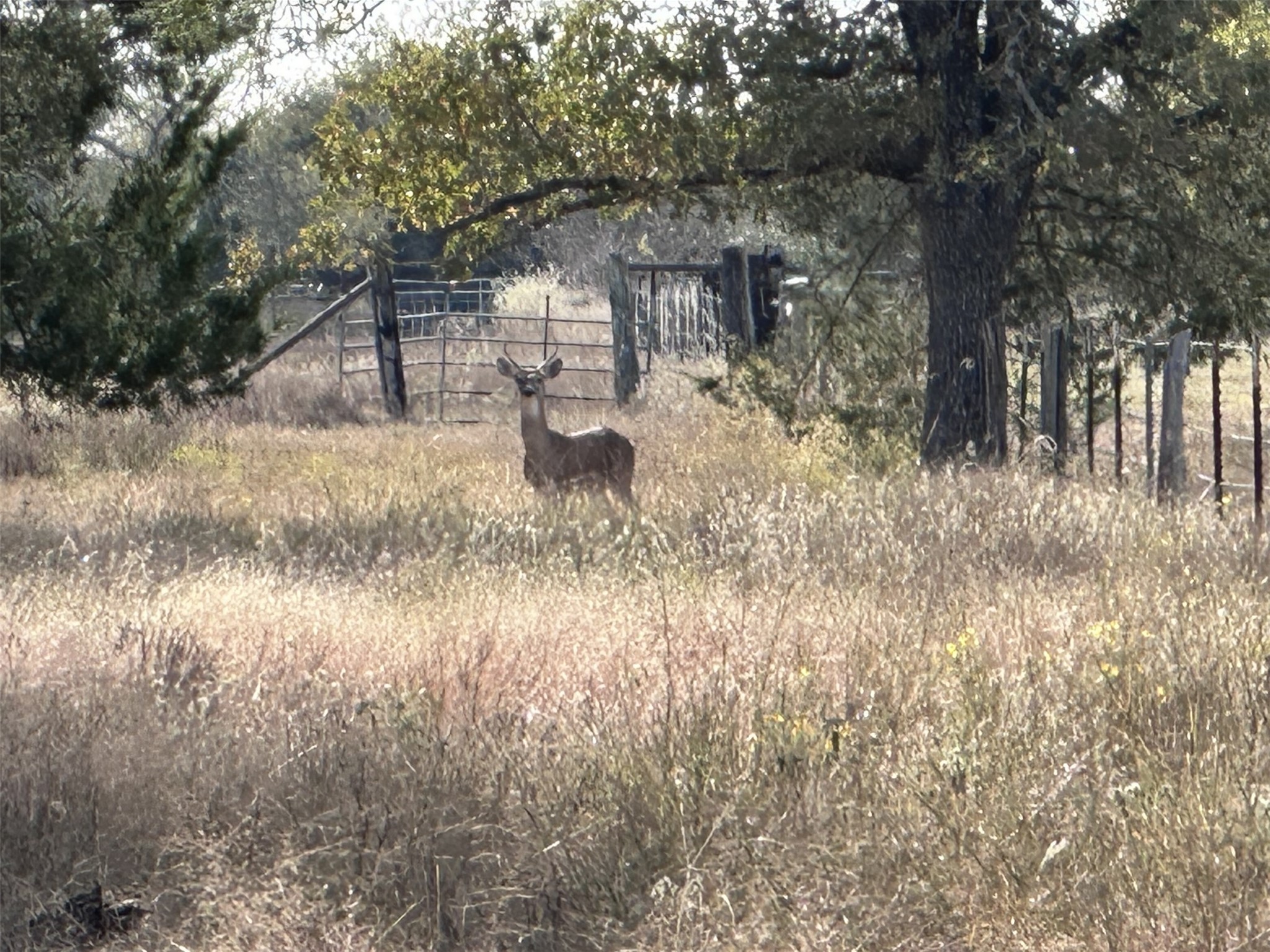 489 Farm To Market Road 60 Somerville, TX 77879 - Photo 14 of 17