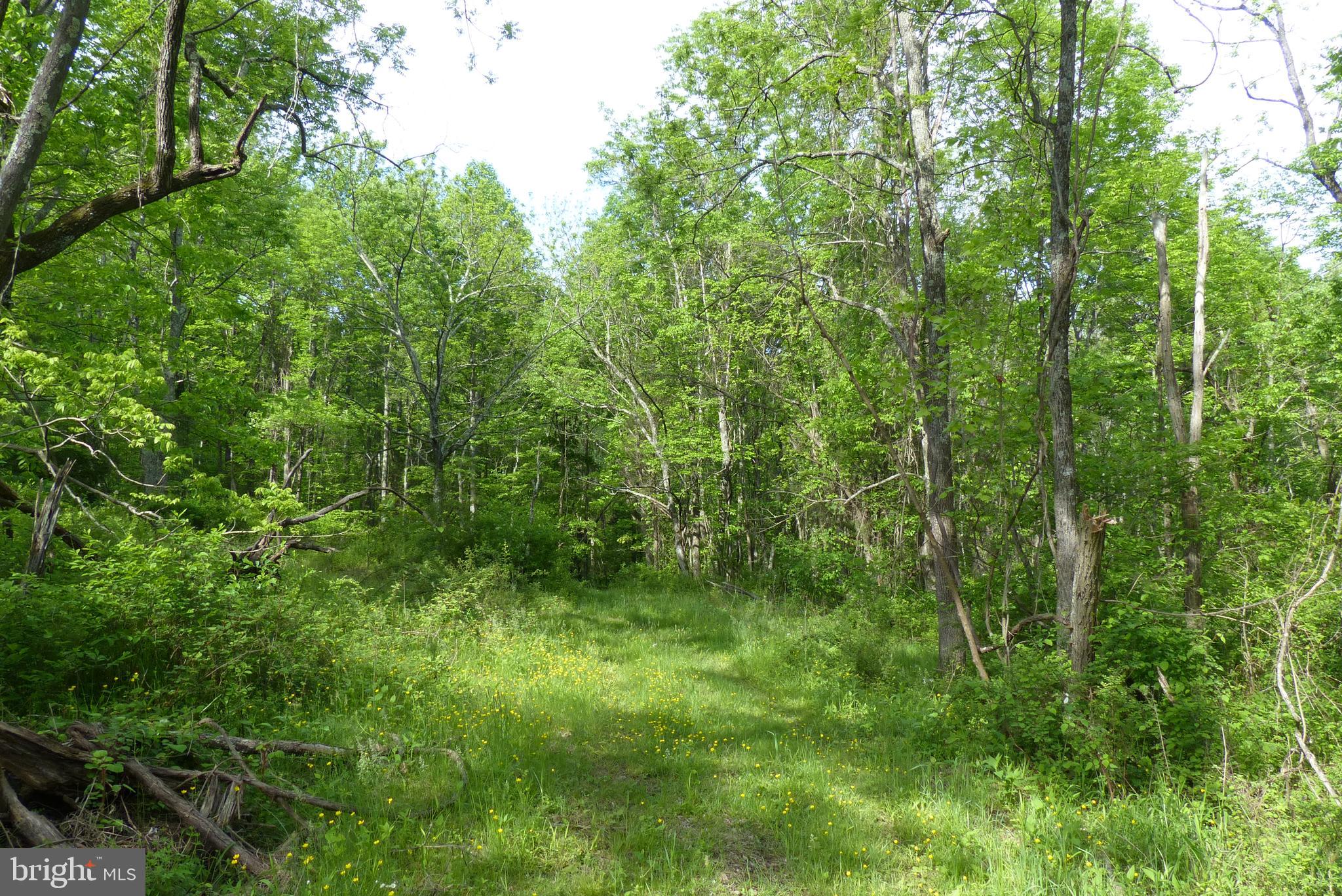 Bust Head Road The Plains, VA 20198 - Photo 11 of 59 Gallery Image 11
