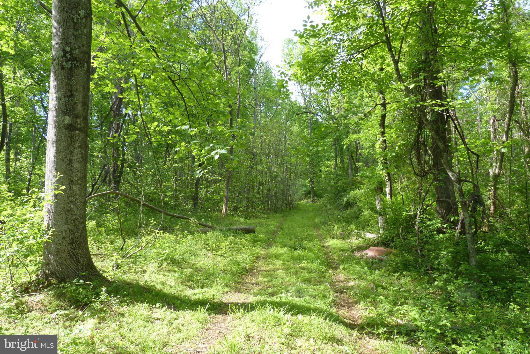 Bust Head Road The Plains, VA 20198 - Photo 12 of 59 Gallery Image 12
