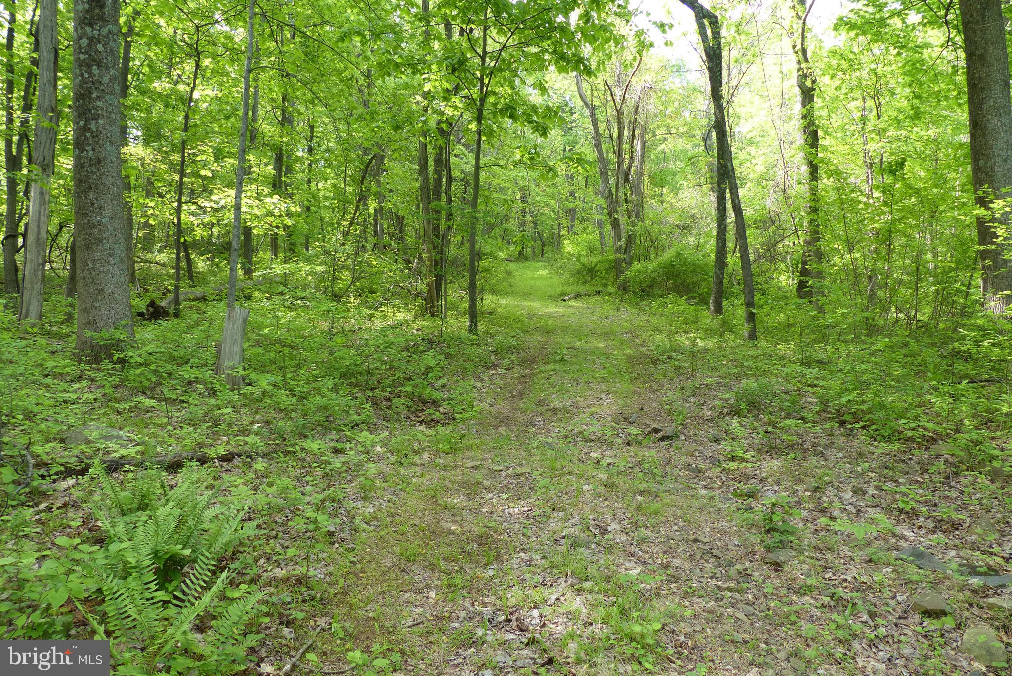 Bust Head Road The Plains, VA 20198 - Photo 14 of 59 Gallery Image 14