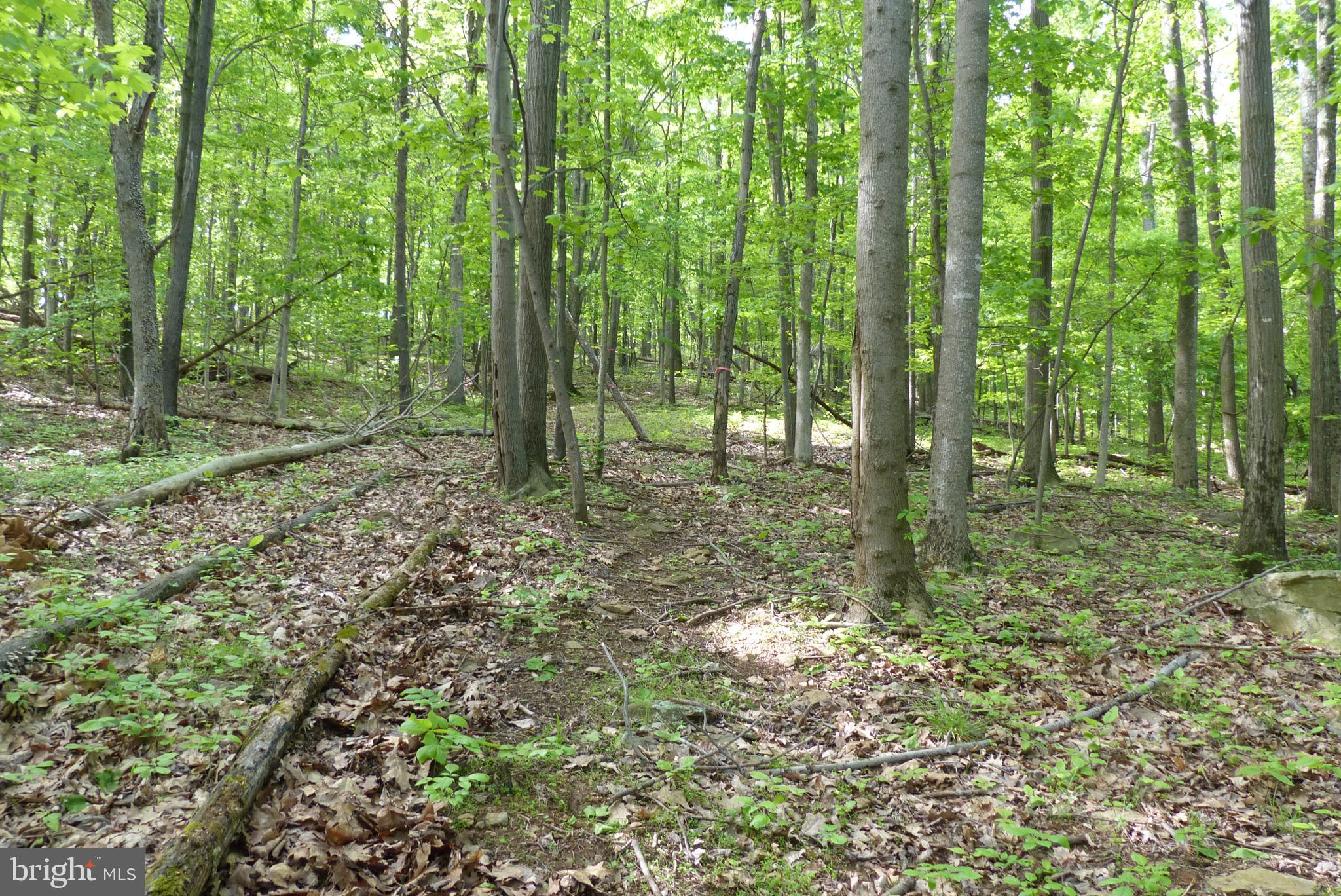 Bust Head Road The Plains, VA 20198 - Photo 15 of 59 Gallery Image 15