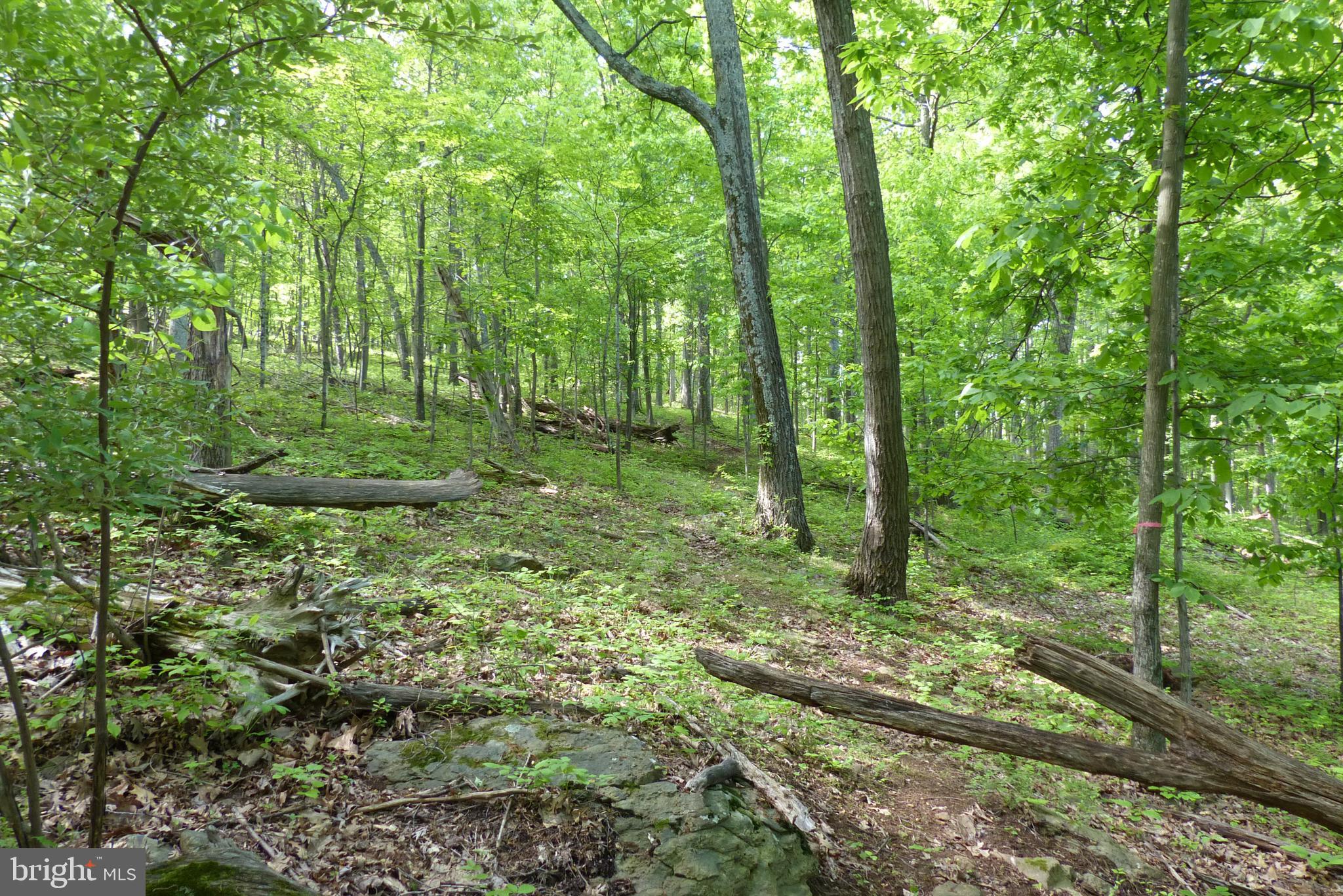 Bust Head Road The Plains, VA 20198 - Photo 16 of 59 Gallery Image 16