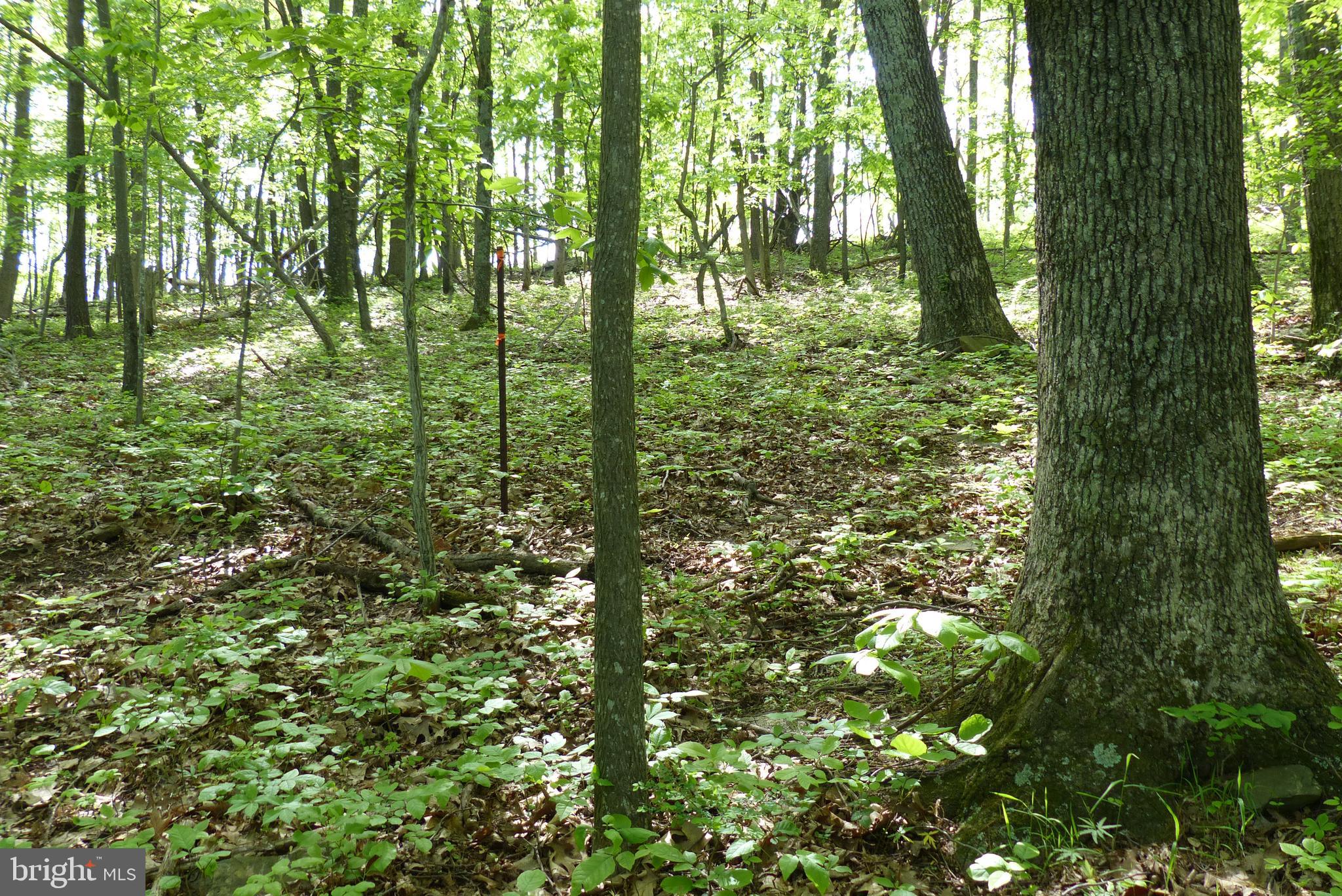 Bust Head Road The Plains, VA 20198 - Photo 17 of 59 Gallery Image 17