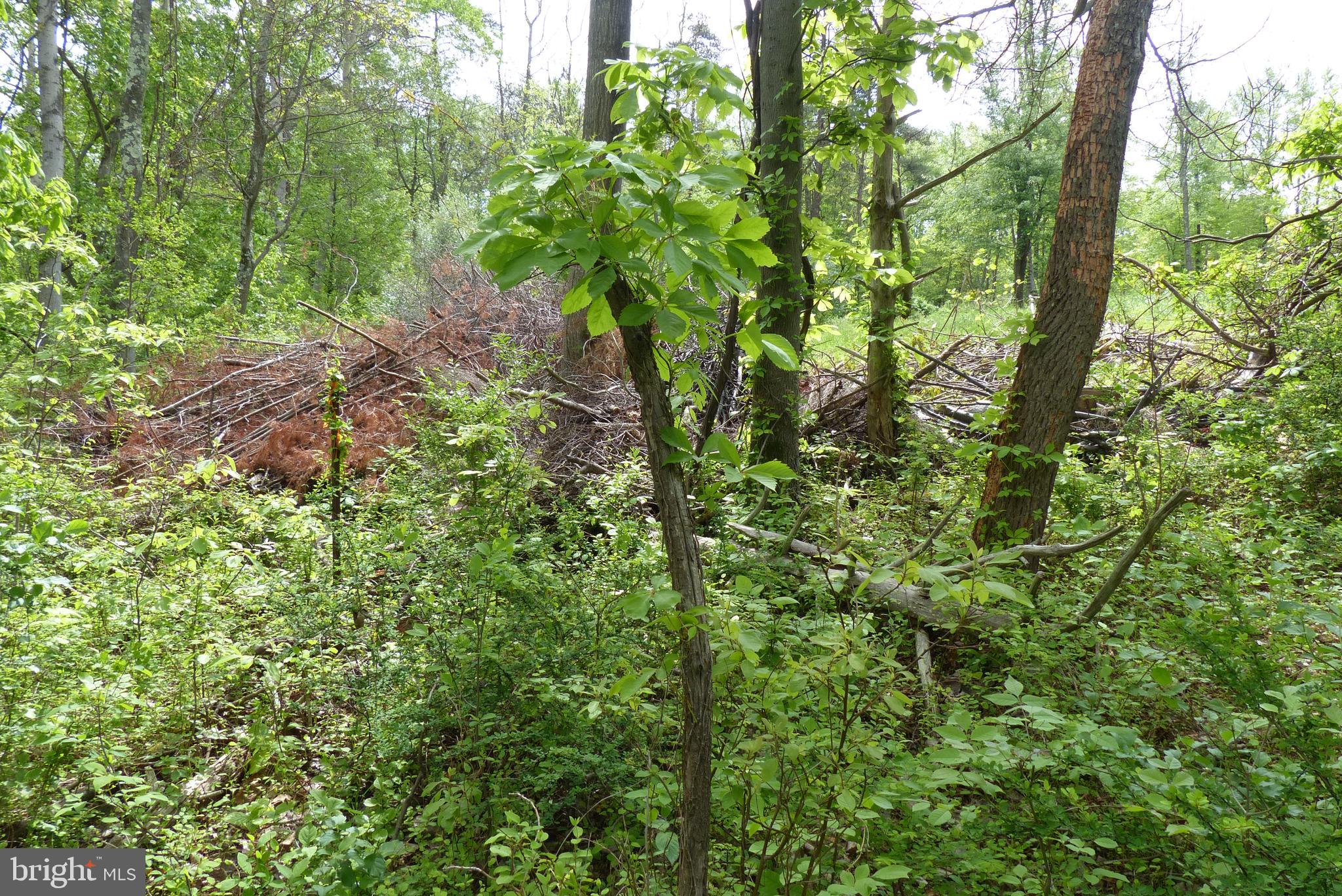 Bust Head Road The Plains, VA 20198 - Photo 21 of 59 Gallery Image 21