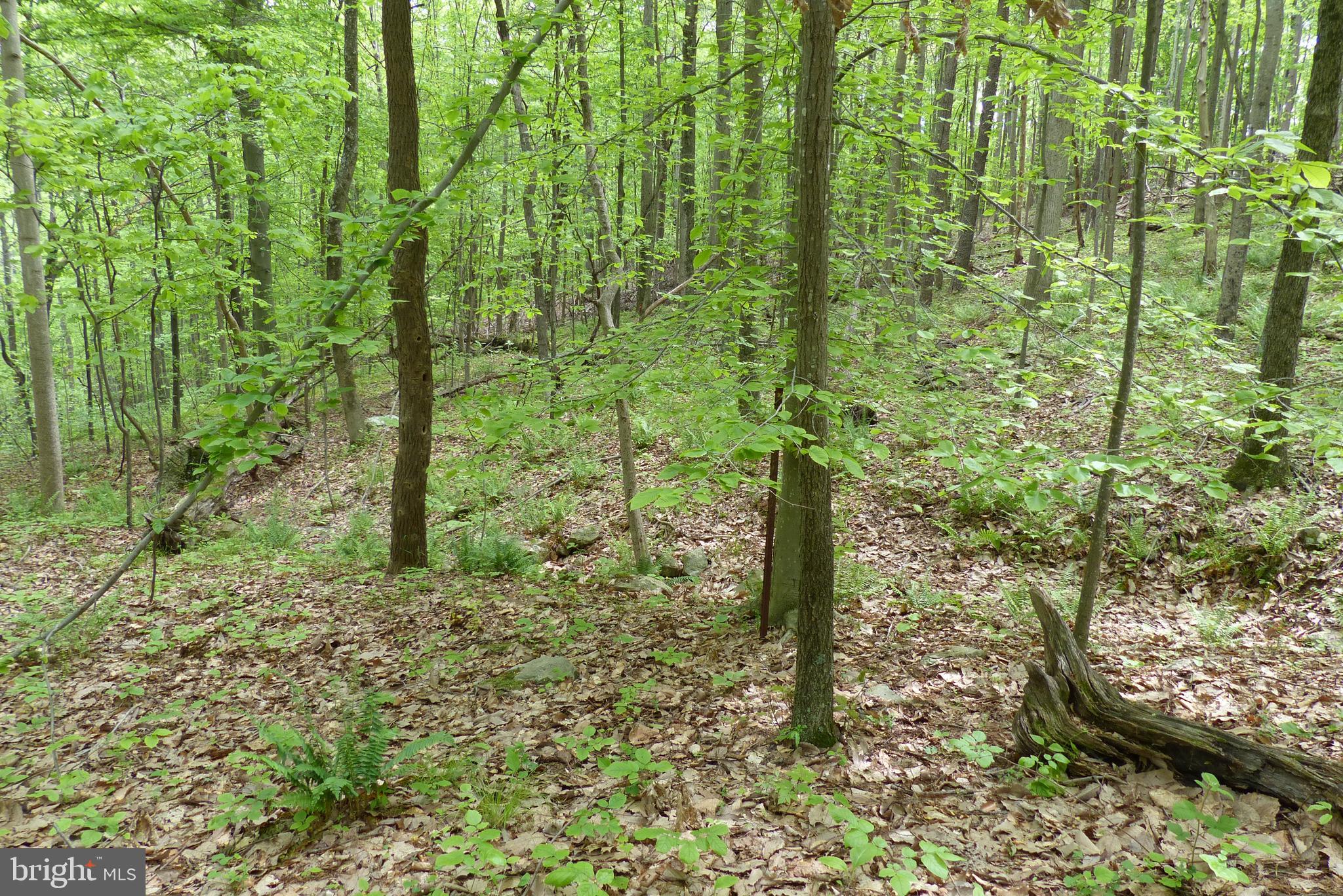 Bust Head Road The Plains, VA 20198 - Photo 22 of 59 Gallery Image 22