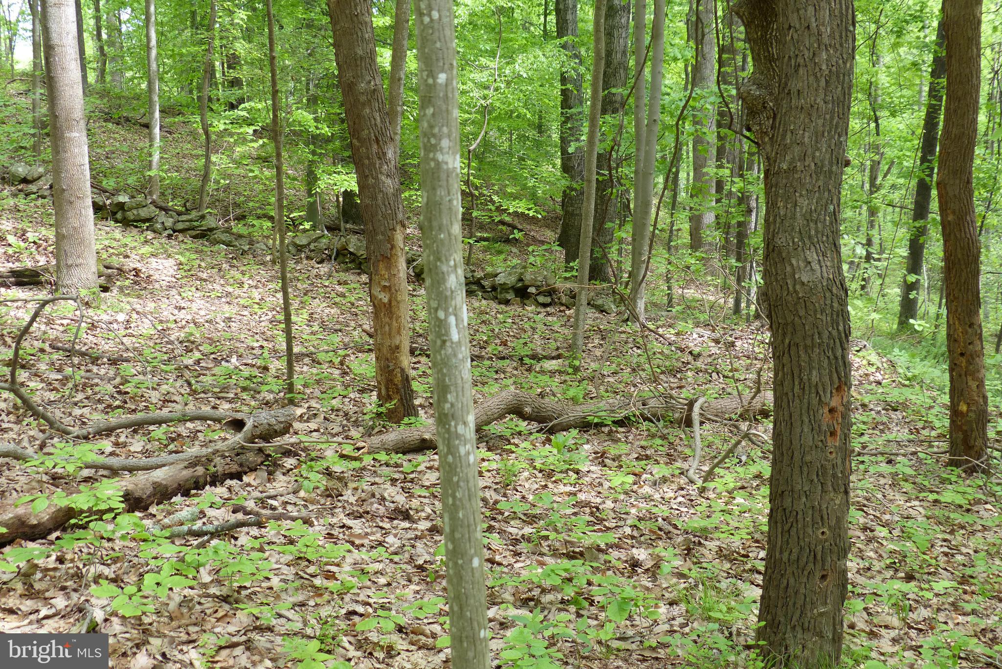 Bust Head Road The Plains, VA 20198 - Photo 23 of 59 Gallery Image 23