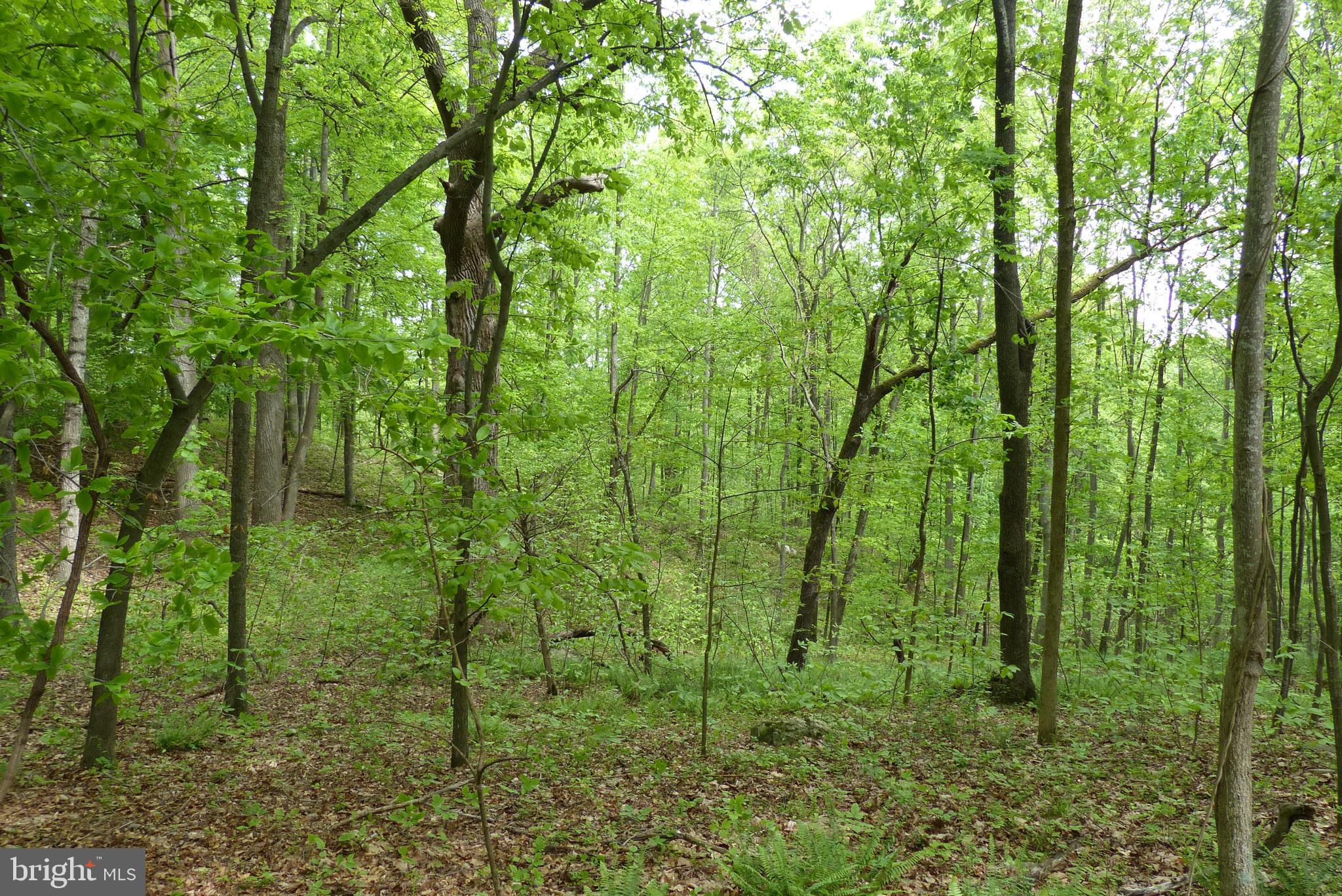 Bust Head Road The Plains, VA 20198 - Photo 24 of 59 Gallery Image 24