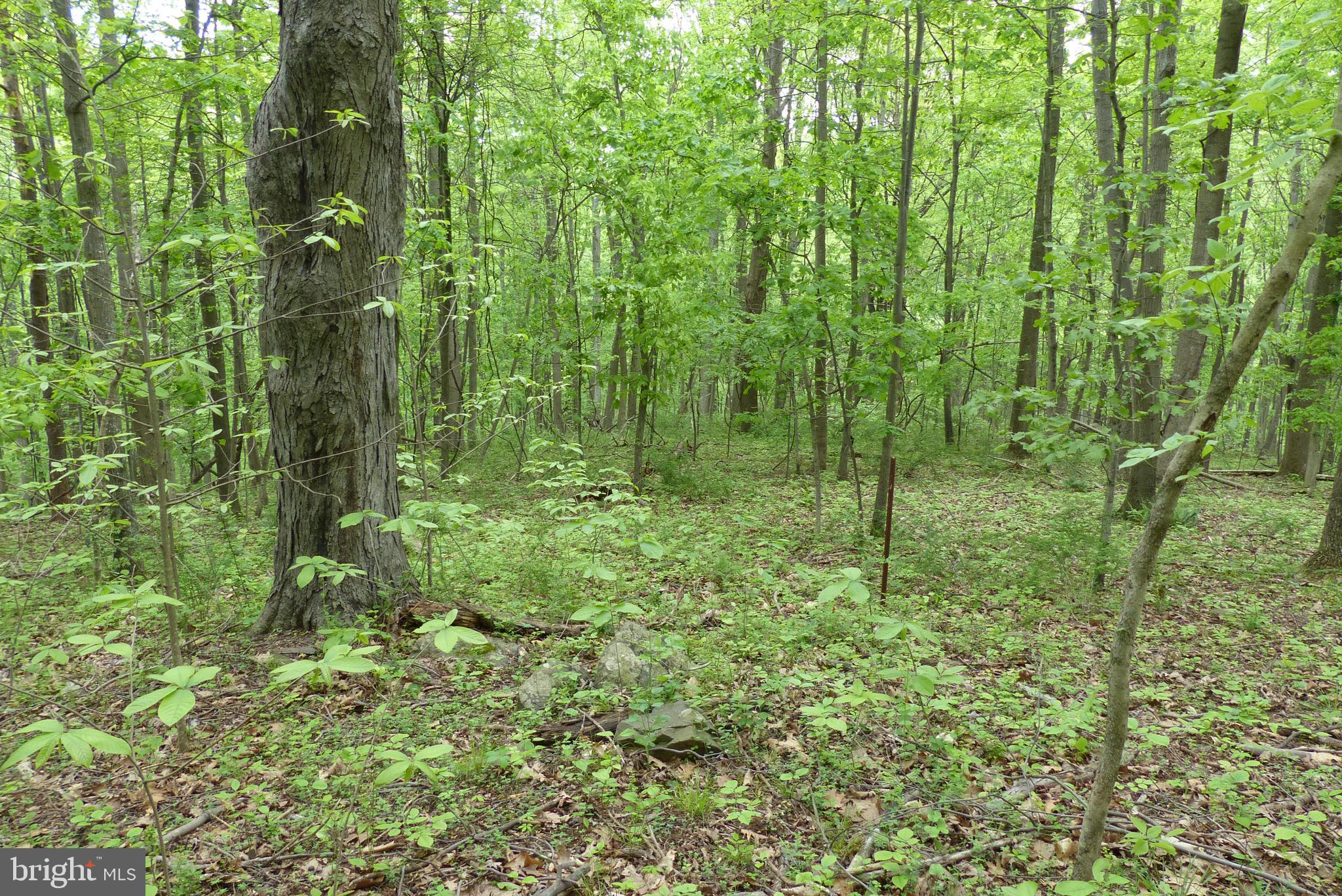 Bust Head Road The Plains, VA 20198 - Photo 25 of 59 Gallery Image 25