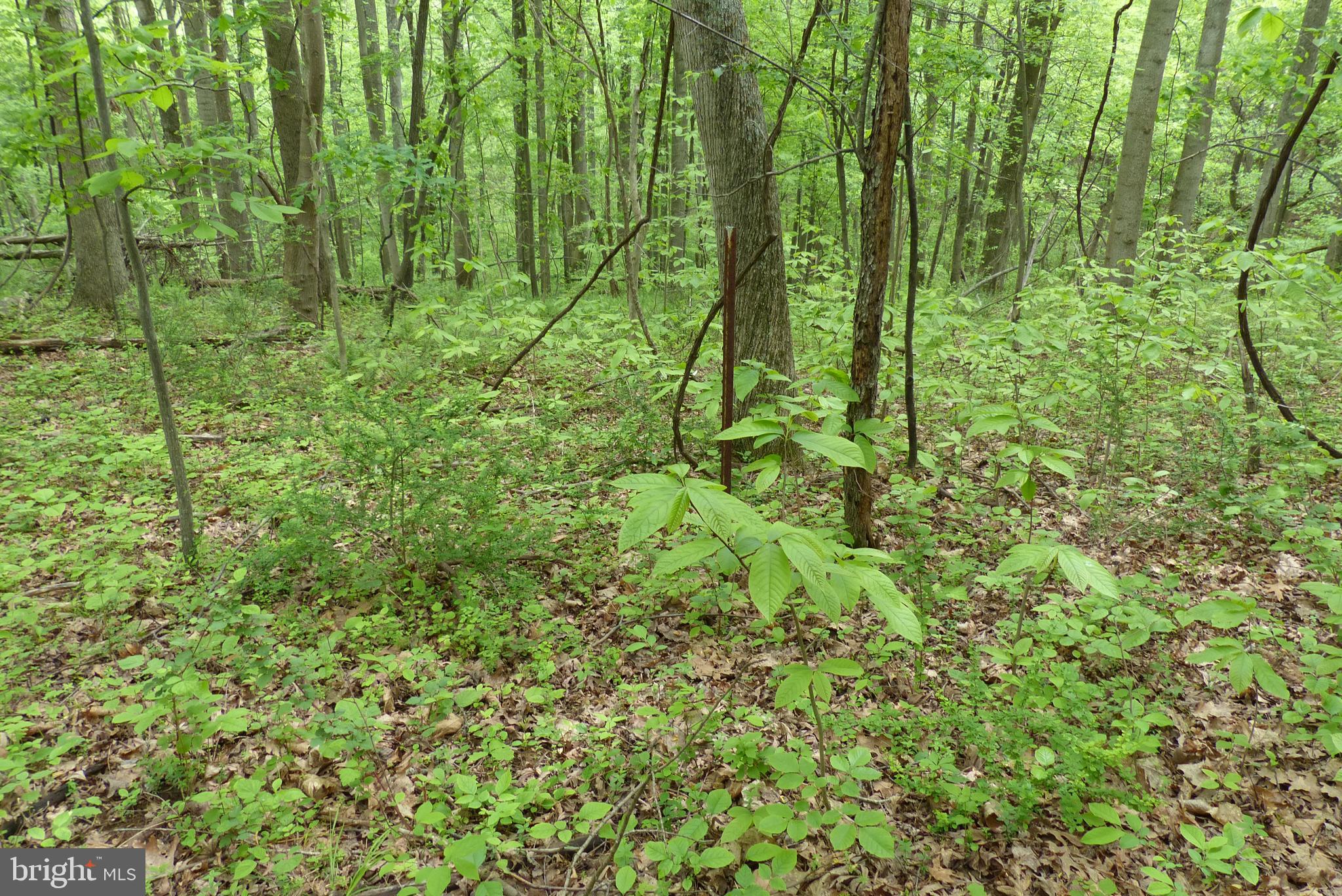 Bust Head Road The Plains, VA 20198 - Photo 26 of 59 Gallery Image 26