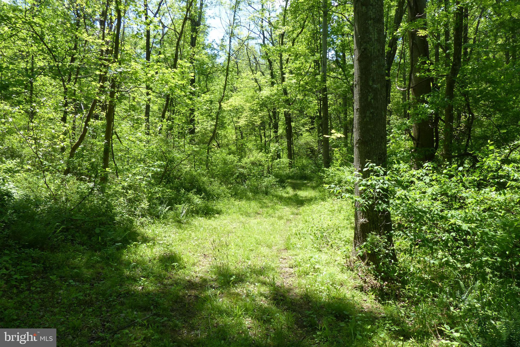 Bust Head Road The Plains, VA 20198 - Photo 48 of 59 Gallery Image 48