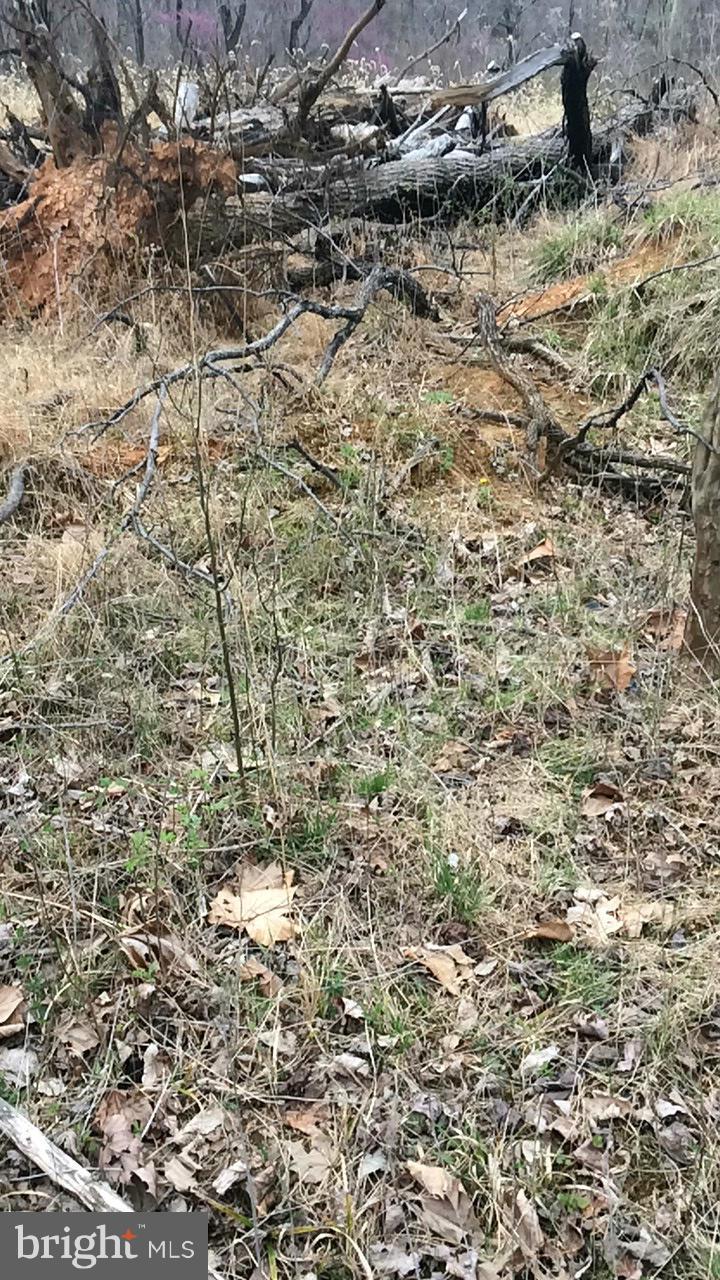 Bust Head Road The Plains, VA 20198 - Photo 49 of 59 View